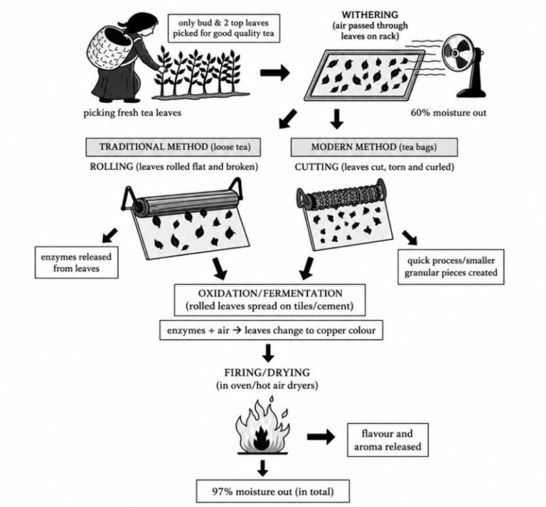 IELTS Writing Task 1: The diagram below shows two different processes for manufacturing black tea.<br><span style="display: inline-block; padding-top: 8px; color: #d32f2f; font-size: 13px; font-weight: bold;">Lượt làm bài: 112</span>